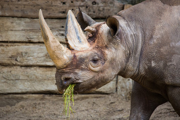 Nashorn Happymeal