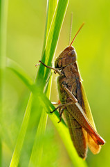 grasshopper