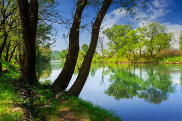 forest river with stones and grass