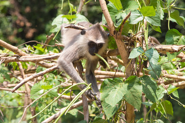 Black face monkey, Sri Lanka