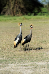 Crowned crane