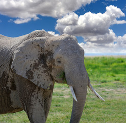 Fototapeta premium Elephant