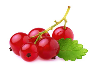 Red currant with leaf