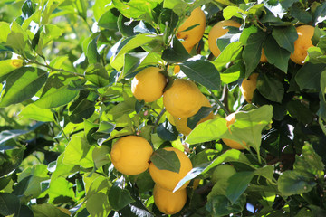 Lemons on Tree