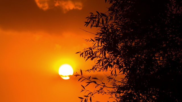 Beautiful Sunset Tree. HD 1080.