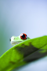 Frog shadow on the leaf 