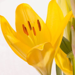 Blume