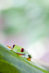 Frog on the leaf 
