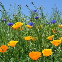 Kornblumen mit Mohn