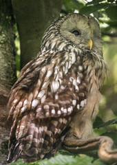 Strix uralensis - owl