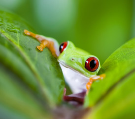 Frog on the leaf 