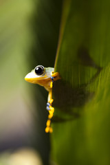 Frog shadow on the leaf 