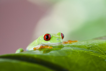Green tree frog
