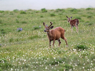 Deer in an Alpine Meadow