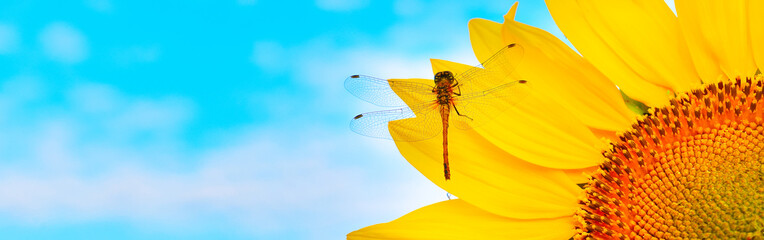 Dragonfly on sunflower