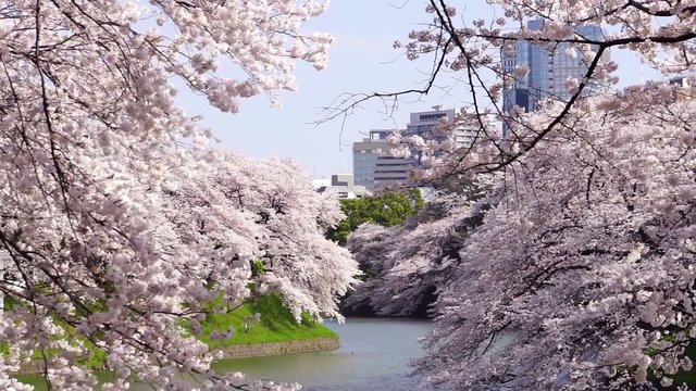 東京都心の桜の名所「千鳥ヶ淵」 青空に満開の咲き乱れる桜-081