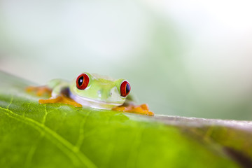 Tree frog