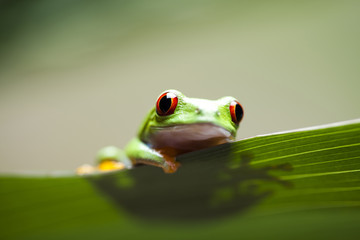 Frog shadow on the leaf 