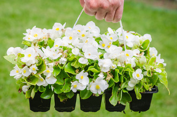 Hand holds container of white blossom begonia in garden