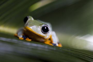 Exotic frog