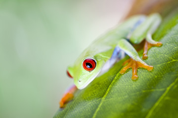Red eye tree frog