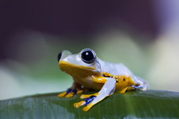 Exotic frog