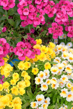 Colorful namesia flowers(Nemesia strumosa)