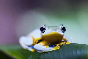 Crédence de cuisine en verre imprimé Grenouille Exotic frog in indonesia