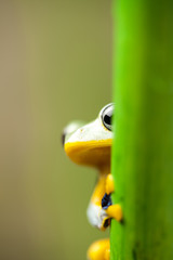 Tree frog