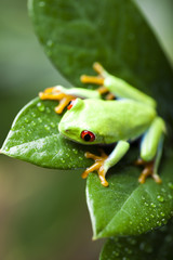 Frog on the leaf 