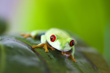 Frog on the leaf 