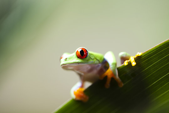 Red eye tree frog on leaf 