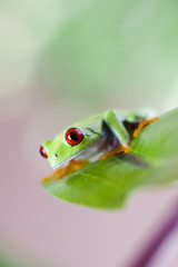 Tree frog
