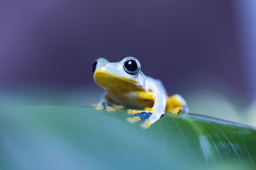 Exotic frog