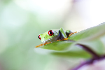 Tree frog