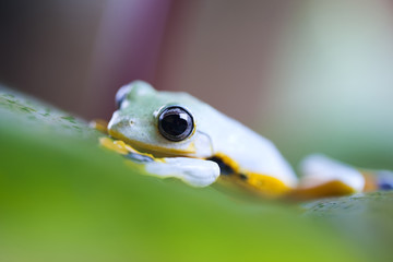 Exotic frog