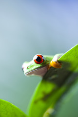 Red eye tree frog on leaf 