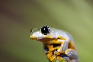 Exotic frog in indonesia