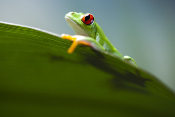 Fototapeta premium Green tree frog