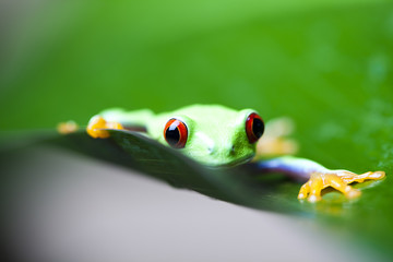 Green tree frog