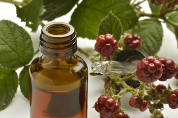 Rubus ulmifolius Ежевика вязолистная Mittelmeer-Brombeere