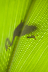 Naklejka premium Frog on the leaf 