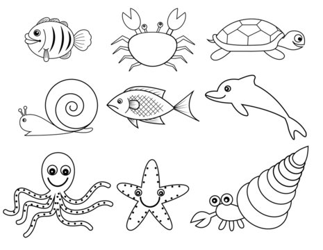 sea and shell animals