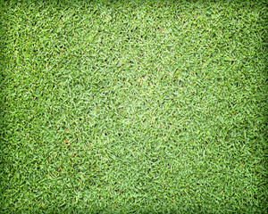 Obraz premium Lawn green