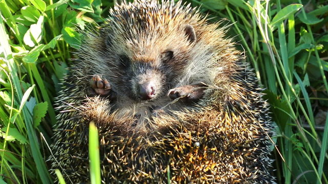 hedgehog curled in the grass