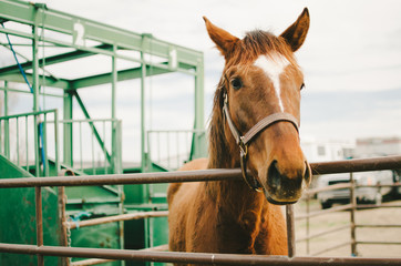 Fototapeta premium Chestnut Brown Horse in Corral