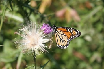 Monarch Butterfly (danaus plexippus)