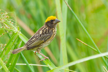 Streaked Weaver (Ploceus manyar) stair at us in nature