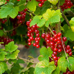 Redcurrant