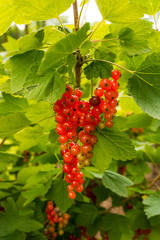 fresh redcurrant berry fruits and leaf.  Redcurrants.  Red curra